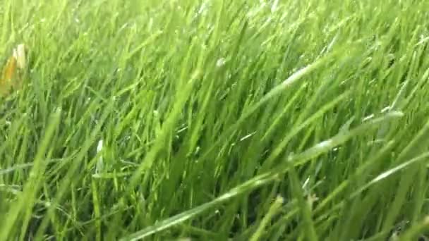 Close Green Grass Moved Wind Sunlight — Stock video