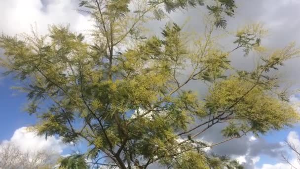 Ανθισμένο Δέντρο Μιμόζα Που Κινείται Από Τον Άνεμο Συννεφιασμένο Ουρανό — Αρχείο Βίντεο