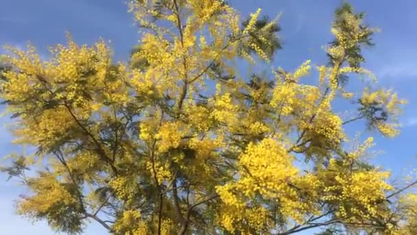 Bloeiende Mimosa Boom Bewogen Door Wind Met Blauwe Lucht — Stockvideo