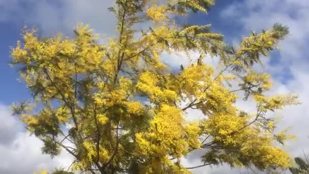 Ανθισμένο Δέντρο Μιμόζα Που Κινείται Από Τον Άνεμο Γαλάζιο Ουρανό — Αρχείο Βίντεο