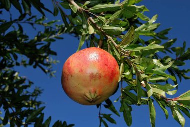 ÜÇÜNCÜ MÜZİK MÜZİK.