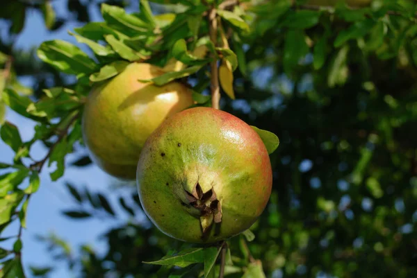 ÜÇÜNCÜ MÜZİK MÜZİK.