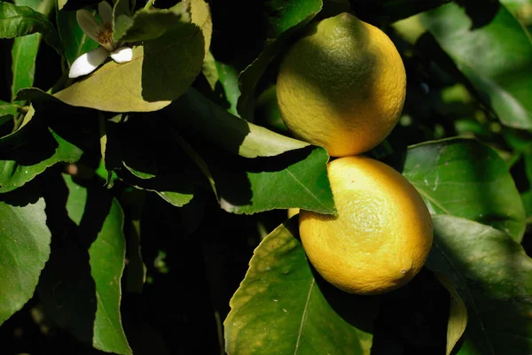 Meyve bahçesindeki bir ağacın dallarında olgunlaşmış limonlar, gün ışığında..