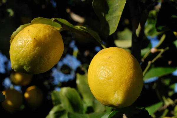 Meyve bahçesindeki bir ağacın dallarında olgunlaşmış limonlar, gün ışığında..