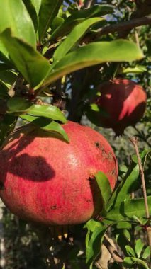 Ağaç kolyesindeki nar meyvesi, rüzgâr tarafından hareket ettirilmiş, dikey video.
