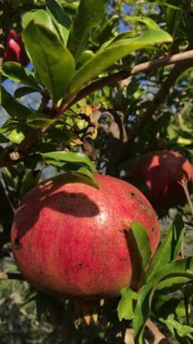Ağaç kolyesindeki nar meyvesi, rüzgâr tarafından hareket ettirilmiş, dikey video.