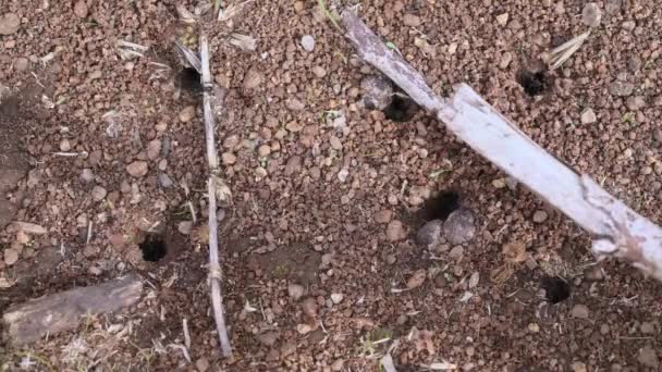 Poruszające Się Mrówki Wchodzące Wychodzące Ziemi Dziury Kępki Trawy Patyki — Wideo stockowe