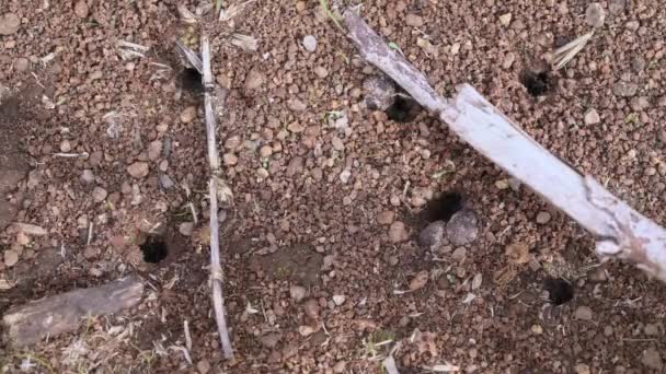 Bewegende Mieren Gaan Uit Grond Gaten Plukken Gras Stokken Dor — Stockvideo