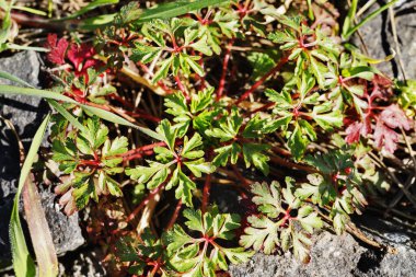 Sardunya robertianum bitkisi ya da bitki Robert