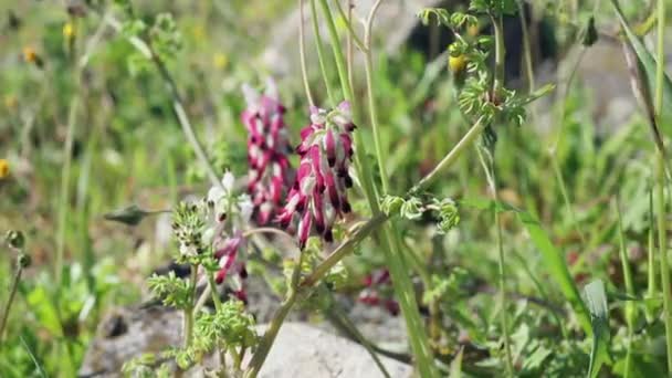 Růžové květy běžné fumitory — Stock video