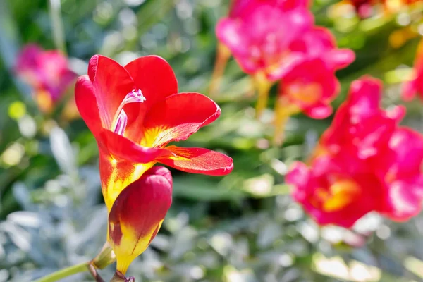 Red flowers of freesia close up Stock Photo