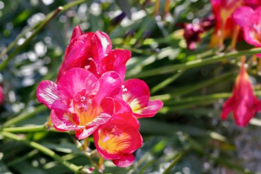 Frezya 'nın kırmızı çiçekleri