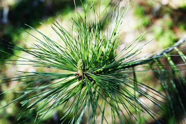 White pine needles detail — 스톡 사진