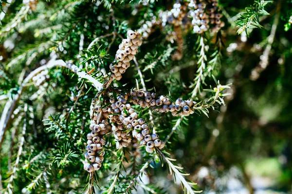 Green honey myrtle tree detail — 스톡 사진