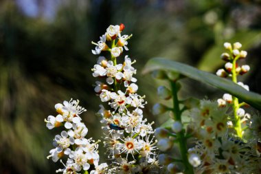 Flowers of cherry laurel tree
