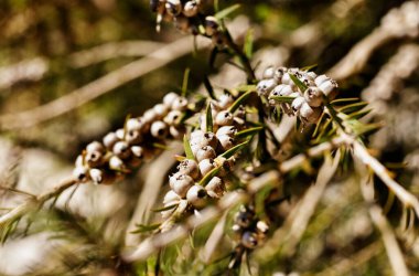Branch of honey myrtle tree