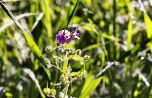 Flower of dovesfoot geranium — Stockfoto