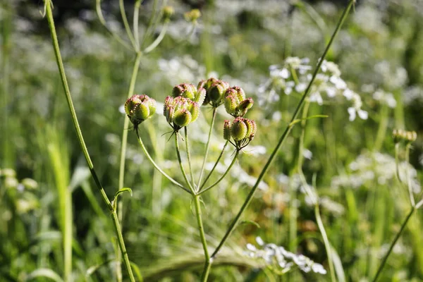 Seeds of tordylium apulum flower — Stok fotoğraf