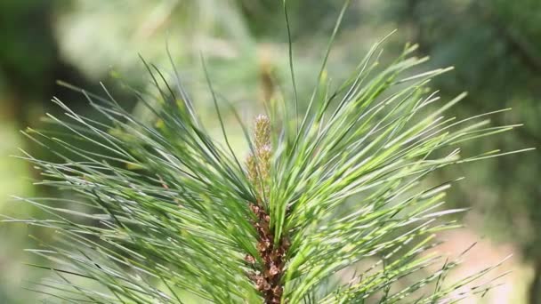 Grüne Nadeln Der Weißkiefer Pinus Strobus Auch Als Ostkiefer Bekannt — Stockvideo