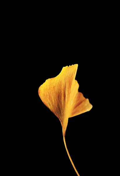 Beautiful Yellow Ginkgo Leaf Black Background Fan Shaped Leaf Stock Picture