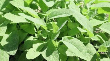 Sıradan yeşil yaprakların ayrıntıları - Salvia officinalis - bahçede 