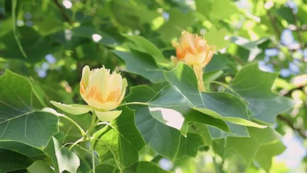 Detalle Tulipán Liriodendro Álamo Amarillo Con Flores Amarillo Anaranjadas — Vídeos de Stock