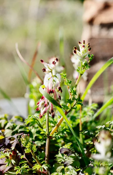 Rosa blommor av vanlig fumitory — Stockfoto