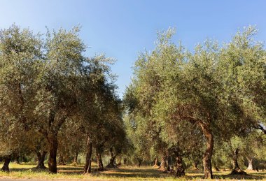 Güneşli bir günde zeytin ağaçlarının fidanlığı