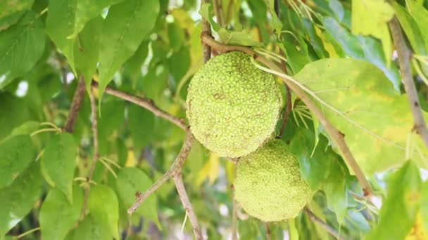 Portakal Ağacının Parlak Meyveleri Maclura Pomifera Veya Elması Veya Çit — Stok video