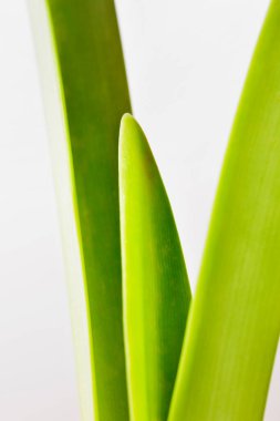 Green leaves of amaryllis  studio shot, flowering bulb plant