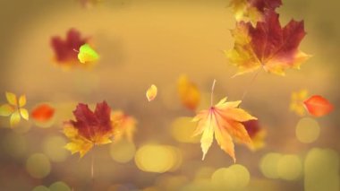 Sonbahar Yaprakları Döngü Arkaplanı
