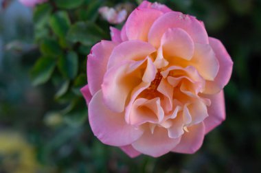 Renkli ve güzel görünümlü gül yaprakların arasında