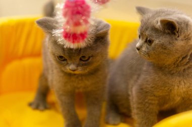 Kahverengi kedi, evcil hayvanlardan biri.