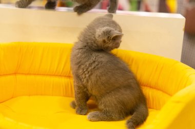 Kahverengi kedi, evcil hayvanlardan biri.