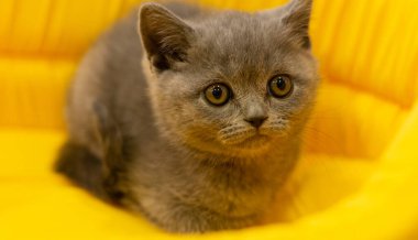 Kahverengi kedi, evcil hayvanlardan biri.