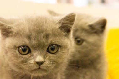 Kahverengi kedi, evcil hayvanlardan biri.