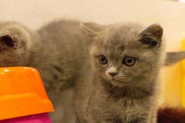 Kahverengi kedi, evcil hayvanlardan biri.