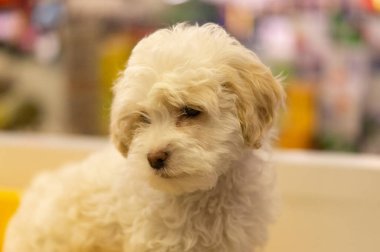 Evcil hayvanlardan güzel görünümlü bir köpek.