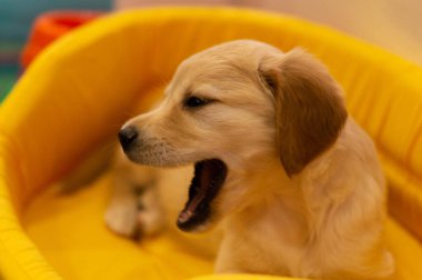 Evcil hayvanlardan güzel görünümlü bir köpek.