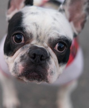 Evcil hayvanlardan güzel görünümlü bir köpek.