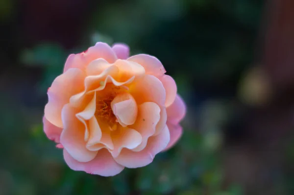 Rosa Colorida Aspecto Hermoso Entre Las Hojas —  Fotos de Stock