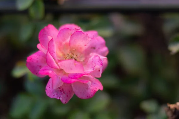 Rosa Colorida Aspecto Hermoso Entre Las Hojas —  Fotos de Stock