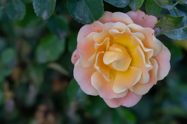 Die Bunte Und Schön Aussehende Rose Zwischen Den Blättern — Stockfoto