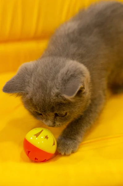 Chat Brun Une Des Espèces Animaux Compagnie — Photo