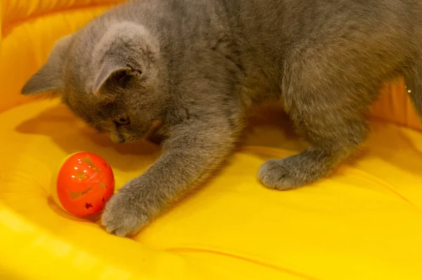 Brown Cat One Pet Species — Stock Photo, Image