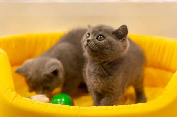 Braune Katze Eine Der Haustierarten — Stockfoto