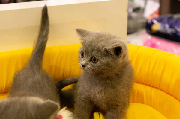 Gato Castanho Uma Das Espécies Animais Estimação — Fotografia de Stock