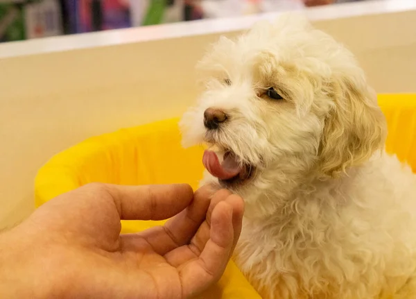 Perro Casa Aspecto Agradable Razas Mascotas — Foto de Stock