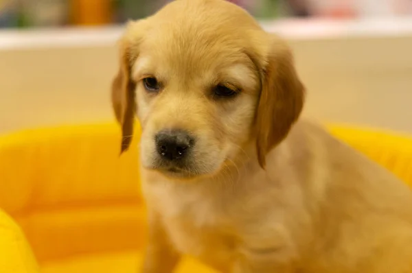 Perro Casa Aspecto Agradable Razas Mascotas — Foto de Stock