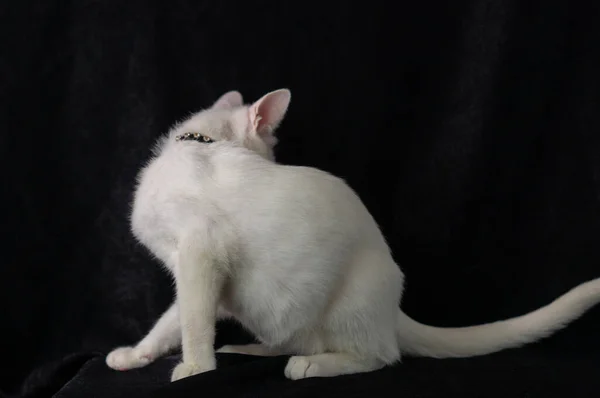 两只彩色眼睛的白色家猫 — 图库照片